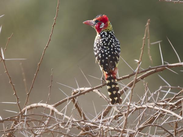 <h3><a href="/trips/tanzania/biota/animalia/chordata/aves/039 piciformes/007 lybiidae/trachyphonus erythrocephalus/trachyphonus erythrocephalus-nl.html">Trachyphonus&nbsp;erythrocephalus</a> / Red‑and‑yellow&nbsp;barbet / Vuurkopbaardvogel</h3>OM-1 Mark II met OLYMPUS M.150-400mm F4.5, 1/2000 sec  bij F4.5, ISO 800, afstand 21.9&nbsp;m